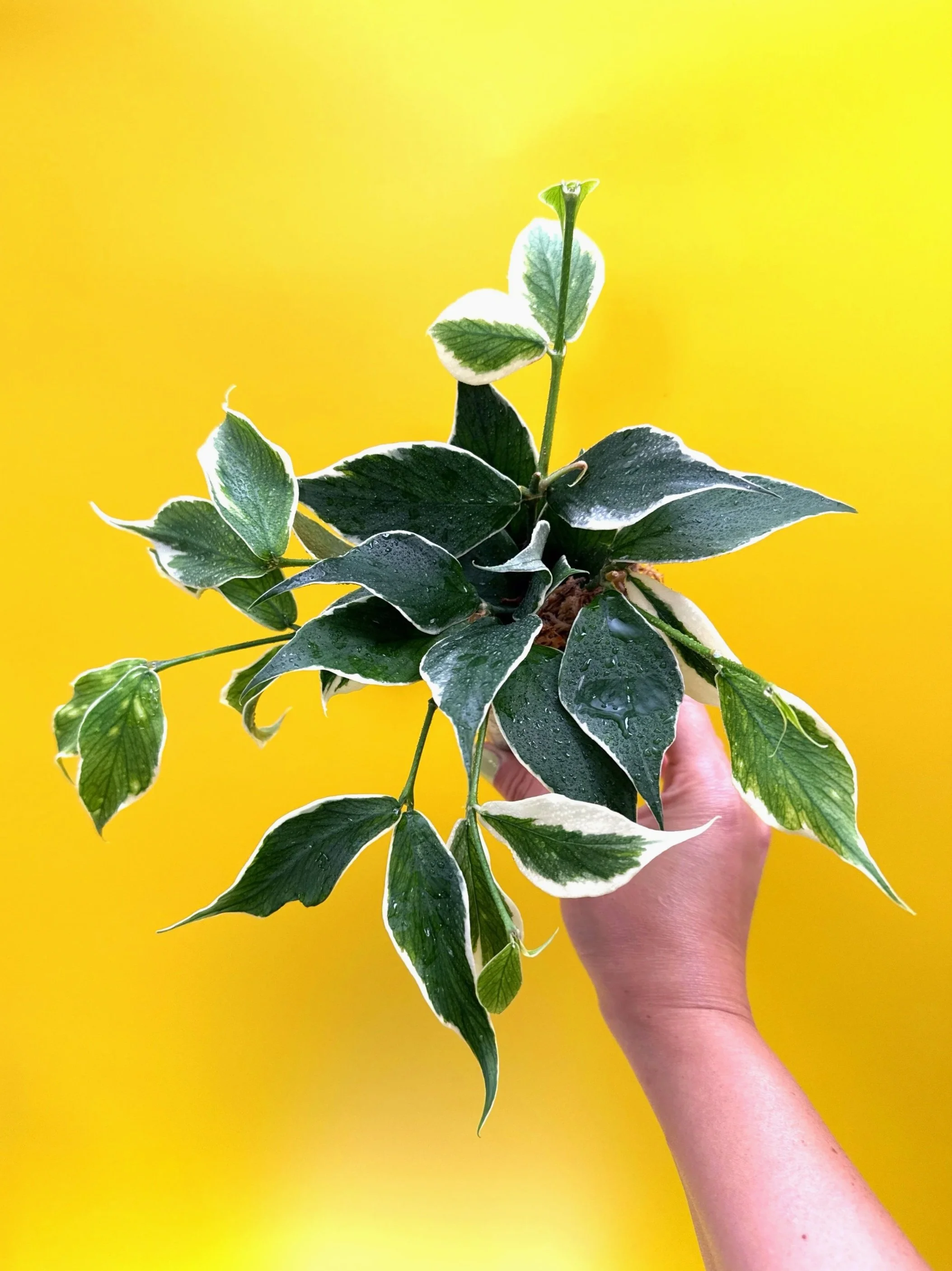 HOYA POLYNEURA ALBOMARGINATA - OUTER VARIEGATED — MELTY.AU | SHOP